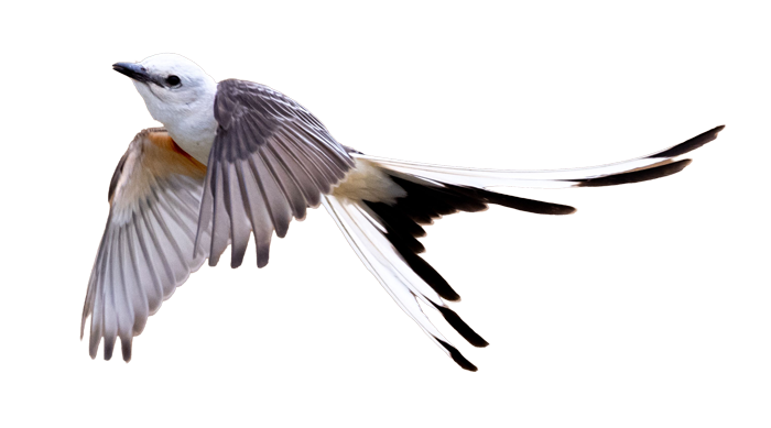 scissortail-feature-mcmahon-foundation